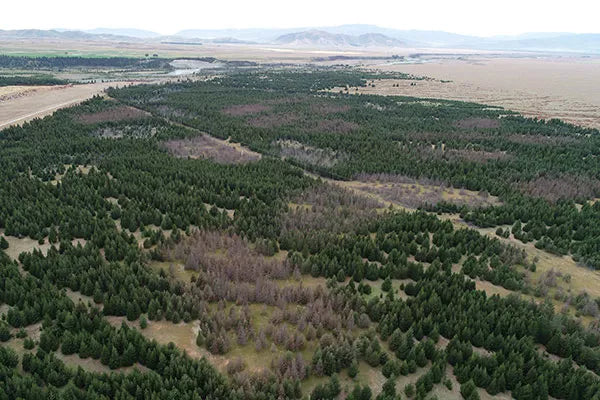 Case Study - Surveying wilding pines in the Mackenzie country - Drone Trust | New Zealand